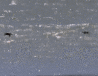 ezgif-4-ebab5157b8.gif ezgif-4-ebab5157b8.gif