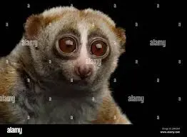 images (2).webp images (2).webp