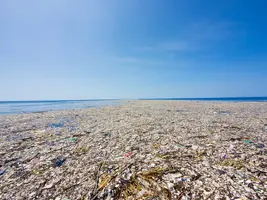 1673126383036.webp 1673126383036.webp