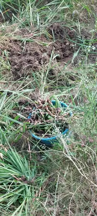 20230610_102700.jpg 20230610_102700.jpg