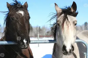 compinches-del-caballo-2847935.webp compinches-del-caballo-2847935.webp