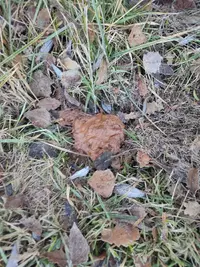 17061733652361092302512213220887.webp 17061733652361092302512213220887.webp