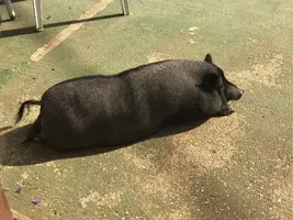 07C36B3A-F11D-430F-A872-F869B946C81D.webp 07C36B3A-F11D-430F-A872-F869B946C81D.webp