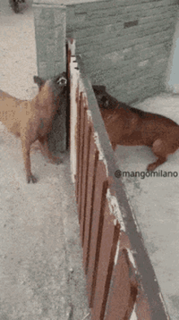 dog-fight.gif dog-fight.gif