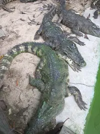 AA078482-E371-4CEA-A239-F804E1FA7C3C.webp AA078482-E371-4CEA-A239-F804E1FA7C3C.webp