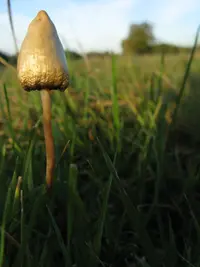 Psilocybe_semilanceata_mushroom_in_field.webp Psilocybe_semilanceata_mushroom_in_field.webp