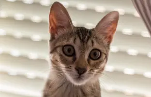 un día en el patíbulo-2.webp un día en el patíbulo-2.webp