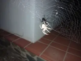 Arañón.webp Arañón.webp