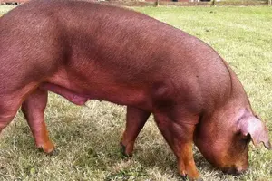 CERDO_DUROC_750X500.webp CERDO_DUROC_750X500.webp