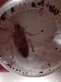 IMG_20250819_041525.webp IMG_20250819_041525.webp