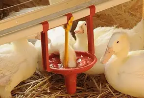 Entenhaltung-duck-production-Big-Dutchman-Pekino-Kopf-unter_11.webp Entenhaltung-duck-production-Big-Dutchman-Pekino-Kopf-unter_11.webp