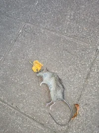 1000024021.webp 1000024021.webp