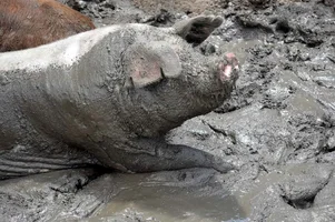 pig-4019779_1280-min.webp pig-4019779_1280-min.webp