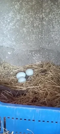 Screenshot_20251031_004650.webp Screenshot_20251031_004650.webp