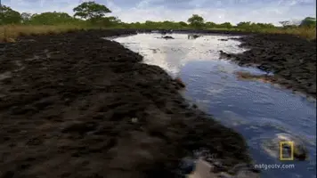 The Tar Pit _ National Geographic (online-video-cutter.com).webp The Tar Pit _ National Geographic (online-video-cutter.com).webp