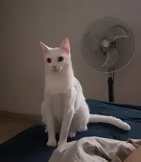 Captura de pantalla 2026-01-31 a las 6.54.27.webp Captura de pantalla 2026-01-31 a las 6.54.27.webp