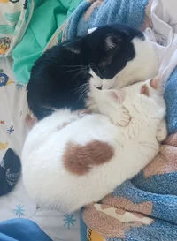 IMG_20260131_083741.webp IMG_20260131_083741.webp