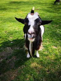 morganlafe-goat-5196200_1920.webp morganlafe-goat-5196200_1920.webp