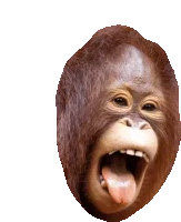 laughing.webp laughing.webp