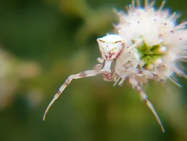 white_spider_1_by_maturanga_d2yrcyg.webp white_spider_1_by_maturanga_d2yrcyg.webp