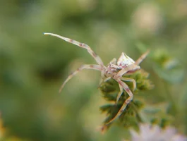 white_spider_3_by_maturanga_d2zisda.webp white_spider_3_by_maturanga_d2zisda.webp