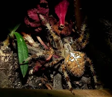 ID(439_4)_a2º.webp ID(439_4)_a2º.webp