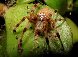 spider_by_maturanga_d45uyz2.webp spider_by_maturanga_d45uyz2.webp