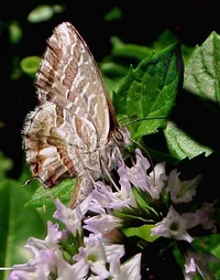 ID(297_2)_c2.webp ID(297_2)_c2.webp