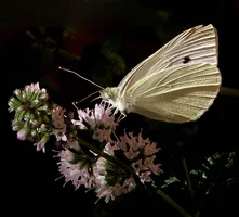 ID(298_3)_f.webp ID(298_3)_f.webp