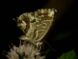 ID(2492_4)_a (15).webp ID(2492_4)_a (15).webp