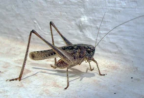 ID(287_2)_a.webp ID(287_2)_a.webp