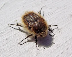 ID(149_2)_a.webp ID(149_2)_a.webp