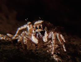 ID(938_4)_f.webp ID(938_4)_f.webp