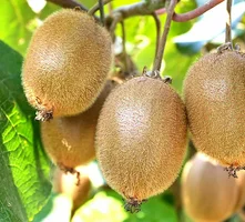 csm_Kiwi_fruit_a740891260.webp csm_Kiwi_fruit_a740891260.webp