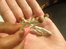 82819336-0511-4ED0-A31A-420E7393F0F2.jpeg 82819336-0511-4ED0-A31A-420E7393F0F2.jpeg