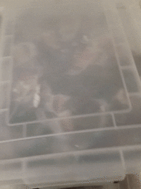 ezgif-4-b58715125bdd.gif ezgif-4-b58715125bdd.gif