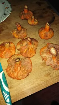 FB3CD5BB-4239-401A-A3A6-64F8900293ED.webp FB3CD5BB-4239-401A-A3A6-64F8900293ED.webp