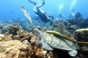 Tortuga1.webp Tortuga1.webp