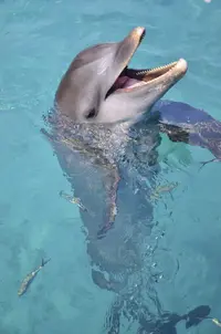 Anthony's Key Resort - 55.webp Anthony's Key Resort - 55.webp