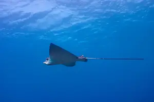 Roatan Aguila.webp Roatan Aguila.webp