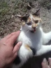 1490800455583.webp 1490800455583.webp