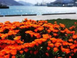 IMG_20200320_141036.jpg IMG_20200320_141036.jpg