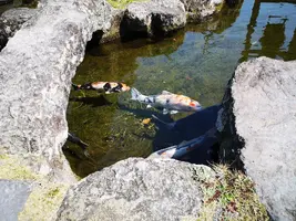 IMG_20200321_135427.jpg IMG_20200321_135427.jpg