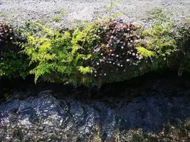 IMG_20200321_140445.jpg IMG_20200321_140445.jpg