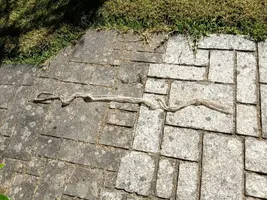 441DB1C3-C94C-475A-A759-5C03E7324744.webp 441DB1C3-C94C-475A-A759-5C03E7324744.webp