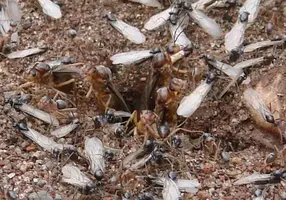 1sXKR0nZ8Ejq5LiKOw0A2rSqU9Ek5l7Th6J-I2AYc0zfAffarWnb2KVzONlMsYaKIehI979YDfcqghUlfvU_Vb7y96TCAd...jpg 1sXKR0nZ8Ejq5LiKOw0A2rSqU9Ek5l7Th6J-I2AYc0zfAffarWnb2KVzONlMsYaKIehI979YDfcqghUlfvU_Vb7y96TCAd...jpg