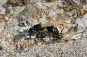 messor-sp-hormigas-con-alas.jpg messor-sp-hormigas-con-alas.jpg