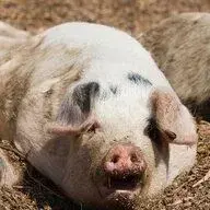 230946.jpg 230946.jpg