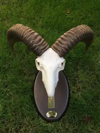 IMG-20211201-WA0014.webp IMG-20211201-WA0014.webp