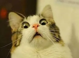 the-world_s-top-10-best-images-of-surprised-cats-2.webp